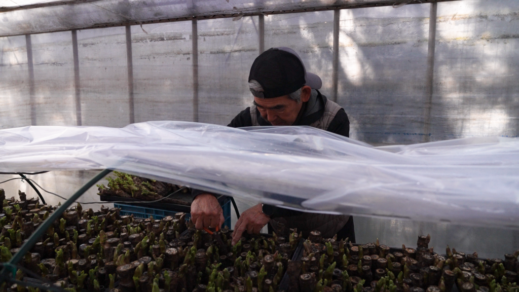 農家 ふきのとう 清峰園